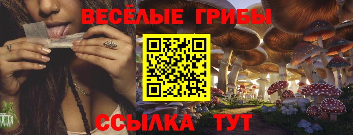 Псилоцибиновые грибы Psilocybe Сегежа